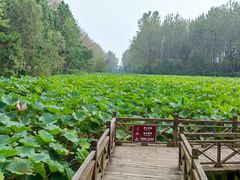 -合肥滨湖国家森林公园