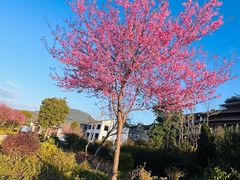 -和顺古镇