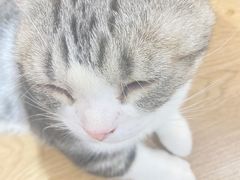 -1013 PET SHOP精品宠物商店(丁香店)