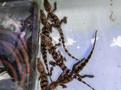 -青石桥花鸟鱼虫市场(叠翠城店)