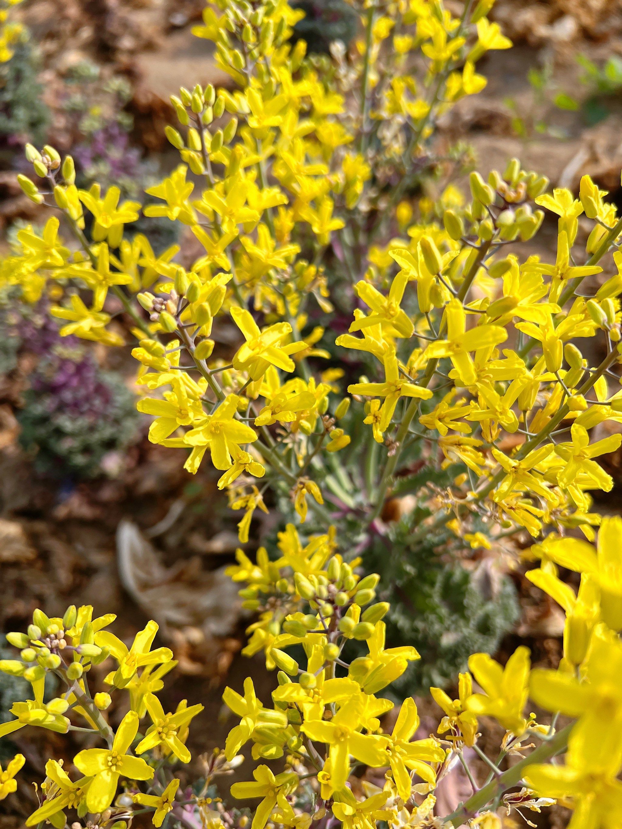 绿化带里的羽衣甘蓝开花啦!