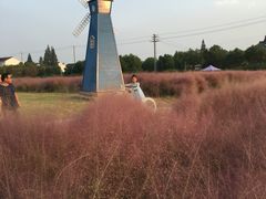 -鹅湖玫瑰文化园