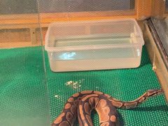 -上海大自然野生昆虫馆(东方明珠·爬宠昆虫探索中心)