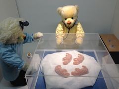 -成都泰迪熊博物馆