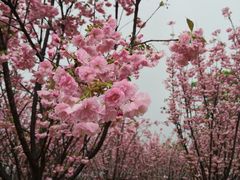 -天适樱花悠乐园