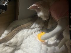 -猫大福·Fortune Cat猫舍(百子湾店)