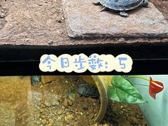 -中环花鸟鱼虫市场