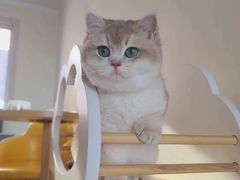 -欣宠猫屋·矮脚拿破仑·蓝金金渐层