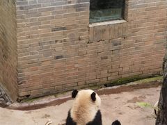 -都江堰中华大熊猫苑