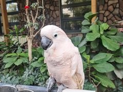 -南宫五洲植物乐园