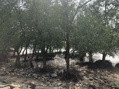 -宝安西湾红树林湿地公园