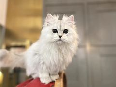 -猫大福·Fortune Cat猫舍(百子湾店)