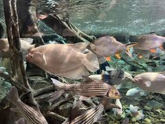 -哈尔滨波塞冬海底世界
