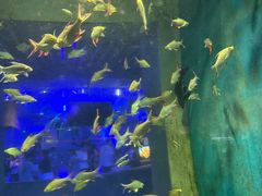 -石家庄海洋公园