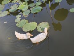-木塔寺遗址生态公园
