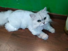-李小姐の猫咖啡馆(五角场店)