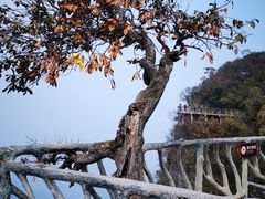 -张家界天门山国家森林公园