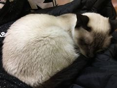 -李小姐の猫咖啡馆(五角场店)