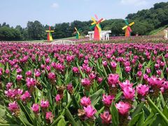 -松山湖梦幻百花洲