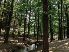 -白水寺森林公园