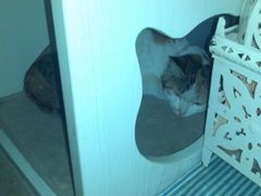 我自巍然不动-Sirena海妖日咖夜酒