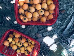 -塘栖枇杷特色园区