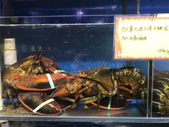 加拿大进口波士顿龙虾-蚝专家(北滘店)