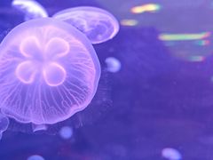 -鄂尔多斯野生动物园