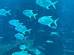 -亚特兰蒂斯•OSSIANO奥西亚诺海底餐厅
