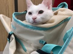 -瑞派·关忠动物医院·猫专科·犬专科(三环新城店)