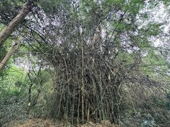 -广州市白云山风景名胜区