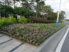 -芒洲湿地公园