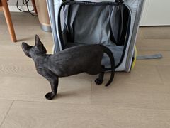 -瑞派福兴宠物医院犬猫全科·骨科·中西医结合(河东店)