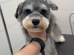 -帕帕拉兹宠物(亚洲旗舰店)