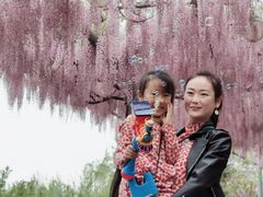 -嘉定紫藤园