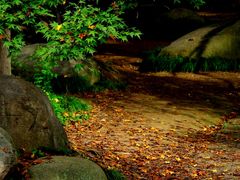 -上海共青森林公园