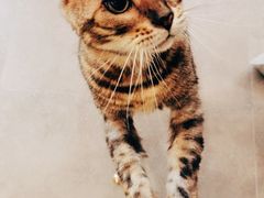 -飞行喵MR PILOT|猫舍·猫咖(静安大融城店)
