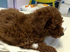 -瑞派宠物医院(搏威敦和院)