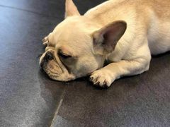 -比亚森自助烤肉料理(裕华店)