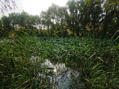 -西安浐灞国家湿地公园