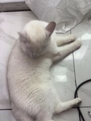 -镁连社·美联社