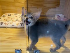 -小猫来了猫舍(福田店)