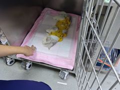 -中农国际动物医院24小时·猫科·骨科·急重症中心