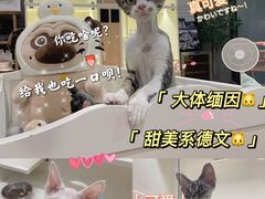 -十年猫舍·猫咪专门店(普陀店)