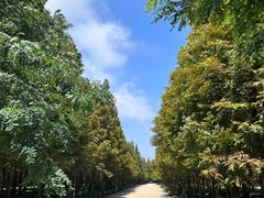 -日照海滨国家森林公园