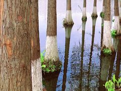 -重庆彩云湖湿地公园