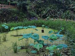-石台牯牛降景区