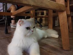 -more than meow吴止猫主题餐厅(承德 中船汇店)