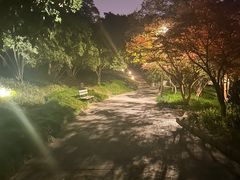 -青枫公园