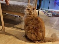 -藏猫猫咖啡主题馆(中央大道店)